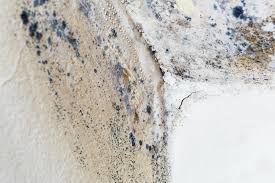 Why You Should Choose Our Mold Remediation Services in Bloomingburg, OH